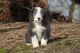 BEARDED COLLIE 440